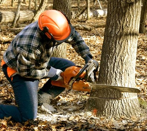 Tree Removal in Canterbury, NH